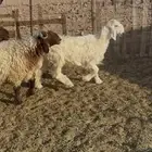 ذبايح