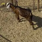 تيس ذبيحه