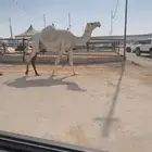 لقحه وضحا ورحول ذلول