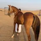 حصان شعبي طرب