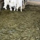 خرفان جبره مناسبات