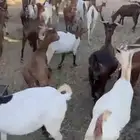 ماعز دهم جنوبي