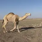 قعود لقي علياني للبيع