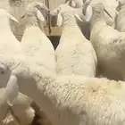 طليان ضحايا نظيفه