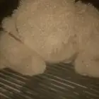 للبيع حاشي قصب