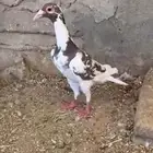 حمام بغدادي