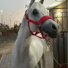 حصان واهو مكس