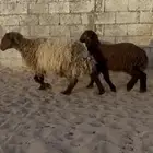 رغايث طيبه عيالها ذبايح