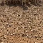 للبيع غنم حريات