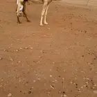 خلفة تحتها قعود