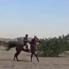 فرس شعبيه