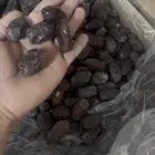 للبيع تمر خضري الموقع الزلفي