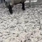 فحل عربي اشهب للبيع