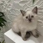 قطط سكوتش ستريت العمر 3اشهر