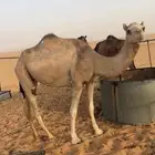 بنت سياف الخيارين