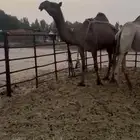 مجهم مقنوي