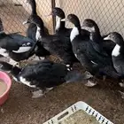 ذكور بط سوداني