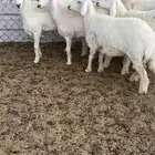 رخال للبيع
