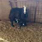 شاه نجديه تحتها رخال