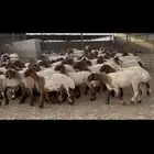 جذعات نعيم صنف .