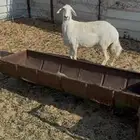 نعجه حرشاء وحايل