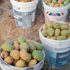 برشوم من ابها نازل نجران يوم السبت