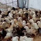 صوص بلدي ((تم البيع))