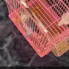 روز اليف هدد مفطوم