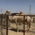 باتلي اشقح