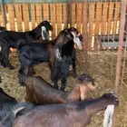 معزاء ولد متاويم