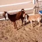 عنز ثنية معها بنتها عمرها فوق اربع شهور