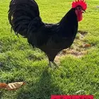 8 دجاجات و 3 ديوك استرالوب