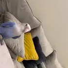 طير ببغا روز