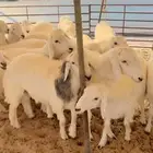 جذعان حري جبره مفطحات