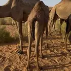 حشو على حليب امهاتهن طيبات ونظاف شرط