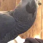 ببغاء كاسكو