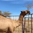 قعود اشعل طيب بالحيل