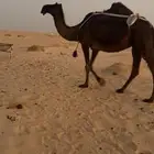 مجهم ضروبه مبيوع ولدها