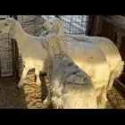 رخال وخروف . حريات