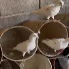 حمام فرنسي صافي بياض