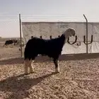 فحل نجدي خصم