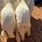 خرفان حري فاخر