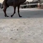 بعير مجهم طيب
