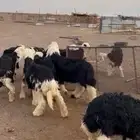 طليان نجد
