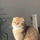 قط ذكر سكوتش طالب تزاوج