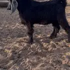 تيس فحل عارضي معرف