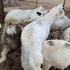 للبيع سواكن بيض وحمري مرابي