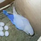 تم البيع