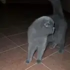 قط لقيته ضايع قطوه قطه ضايعه حي احد سكوتش بيرتش رمادي بني