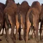 قعدان بلدي مفاريد شي كفووو للبيع مغلقه شحم